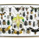 Echte exotische Insekten - einmalig und wunderschön - im XXL 3D Schaukasten - XXL31