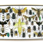 Echte exotische Insekten - einmalig und wunderschön - im XXL 3D Schaukasten - XXL34