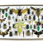 Echte exotische Insekten - einmalig und wunderschön - im XXL 3D Schaukasten - XXL37