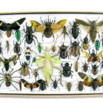 Echte exotische Insekten - einmalig und wunderschön - im XXL 3D Schaukasten - XXL39