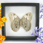 Caligo brasiliensis - im antiken Schaukasten aus Holz