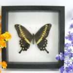 Papilio lormieri lormieri - im antiken Schaukasten aus Holz