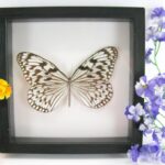 Malayan Threenymph - Hestia clara - im antiken Schaukasten aus Holz