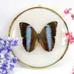 Morpho deidamia - im 18cmØ antiken Schaukasten - goldener Metallring