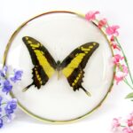 Papilio lomieri lomieri - im 18cmØ antiken Schaukasten - goldener Metallring
