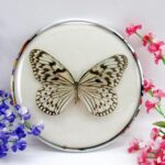 Malayan Threenymph - Hestia clara - im 18cmØ antiken Schaukasten - silbener Metallring