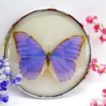 Morpho didius - im 18cmØ antiken Schaukasten - silbener Metallring