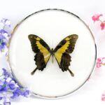 Papilio Phorcas - im 18cmØ antiken Schaukasten - silbener Metallring