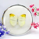 Unbekannter Schmetterling - im 15cmØ antiken Schaukasten - silbernen Metallring