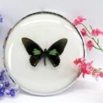 Unbekannter Schmetterling - im 15cmØ antiken Schaukasten - silbernen Metallring