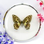 Lime Butterfly - im 15cmØ antiken Schaukasten - silbernen Metallring