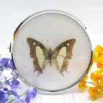 Common Nawab - im 11,5cmØ antiken Schaukasten - silbernen Metallring