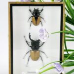 2x Odontablis elegans- im 3D Schaukasten - 2 echte Insekten