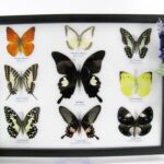 2te Wahl - 9er Set echter präparierter Schmetterlinge 02