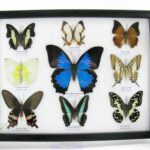 2te Wahl - 9er Set echter präparierter Schmetterlinge 15