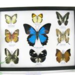 2te Wahl - 9er Set echter präparierter Schmetterlinge 17