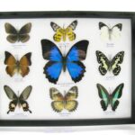2te Wahl - 9er Set echter präparierter Schmetterlinge 18