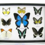 2te Wahl - 9er Set echter präparierter Schmetterlinge 20