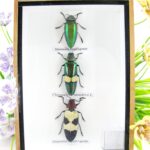 3x wunderschöne farbige Insekten im geschlossenen Mix - Jewel Bettle - kleiner 3D Schaukasten