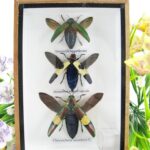 3x wunderschöne farbige Insekten im Mix - Jewel Bettle - kleiner 3D Schaukasten