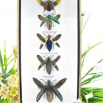 5x wunderschöne farbige Insekten im geschlossenen Mix - Jewel Bettle - XXL 3D Schaukasten