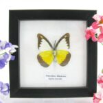 Chocolate albatross - ein echter präparierter Schmetterling im Schaukasten