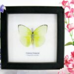 Common Emigrant - ein echter präparierter Schmetterling im 2te Wahl - Schaukasten