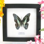 Common jay - ein echter präparierter Schmetterling im 2te Wahl - Schaukasten