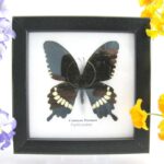 Common mormon - ein echter präparierter Schmetterling im 2te Wahl - Schaukasten