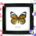 Common tiger - ein echter präparierter Schmetterling im 2te Wahl - Schaukasten