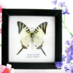 Fivebar swordtail - ein echter präparierter Schmetterling im 2te Wahl - Schaukasten