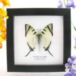 Fourbar swordtail - ein echter präparierter Schmetterling im Schaukasten