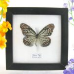 Glassy tiger - ein echter präparierter Schmetterling im 2te Wahl - Schaukasten