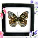 Great archduke - ein echter präparierter Schmetterling im Schaukasten