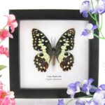 Lime Butterfly - ein echter präparierter Schmetterling im Schaukasten