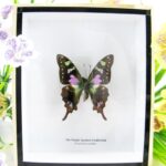 Purple Spotted Swallowtail - ein schwebender Schmetterling im 3D Schaukasten