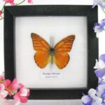 Orange albtross - ein echter präparierter Schmetterling im 2te Wahl - Schaukasten