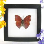 Red glider - ein echter präparierter Schmetterling im 2te Wahl - Schaukasten