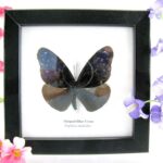 Striped blue Crow - ein echter präparierter Schmetterling im 2te Wahl - Schaukasten