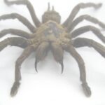 Riesige echte Vogelspinne - Eurypeima spinicrus -  im 3D Schaukasten Mit Doppelglas