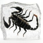 Echter schwarzer Skorpion in Kunstharz gegossen Geschenkidee Briefbeschwerer XXL