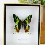 Madagascar sunset moth - ein schwebender Schmetterling im 3D Schaukasten