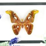 3D Atlas Moth - ein schwebender Schmetterling im 3D Schattenrahmen
