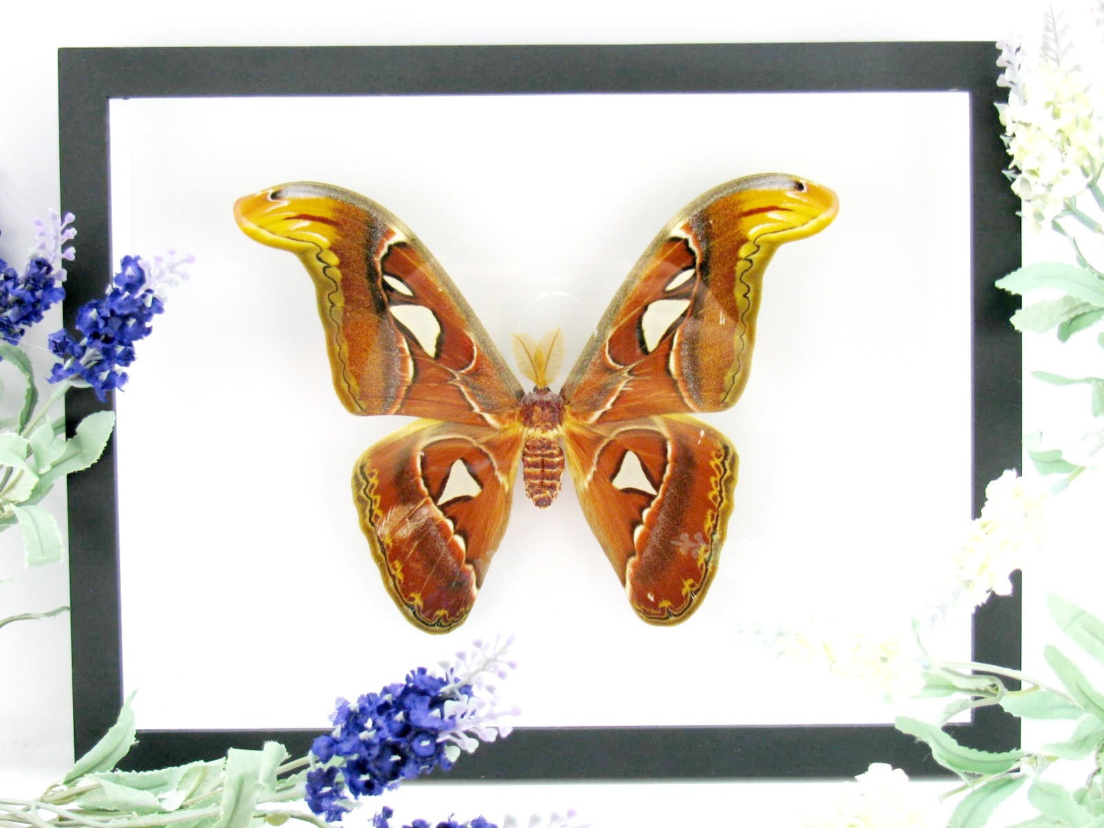 Atlas Moth 3d Schattenrahmen Wandbild Schmetterling b