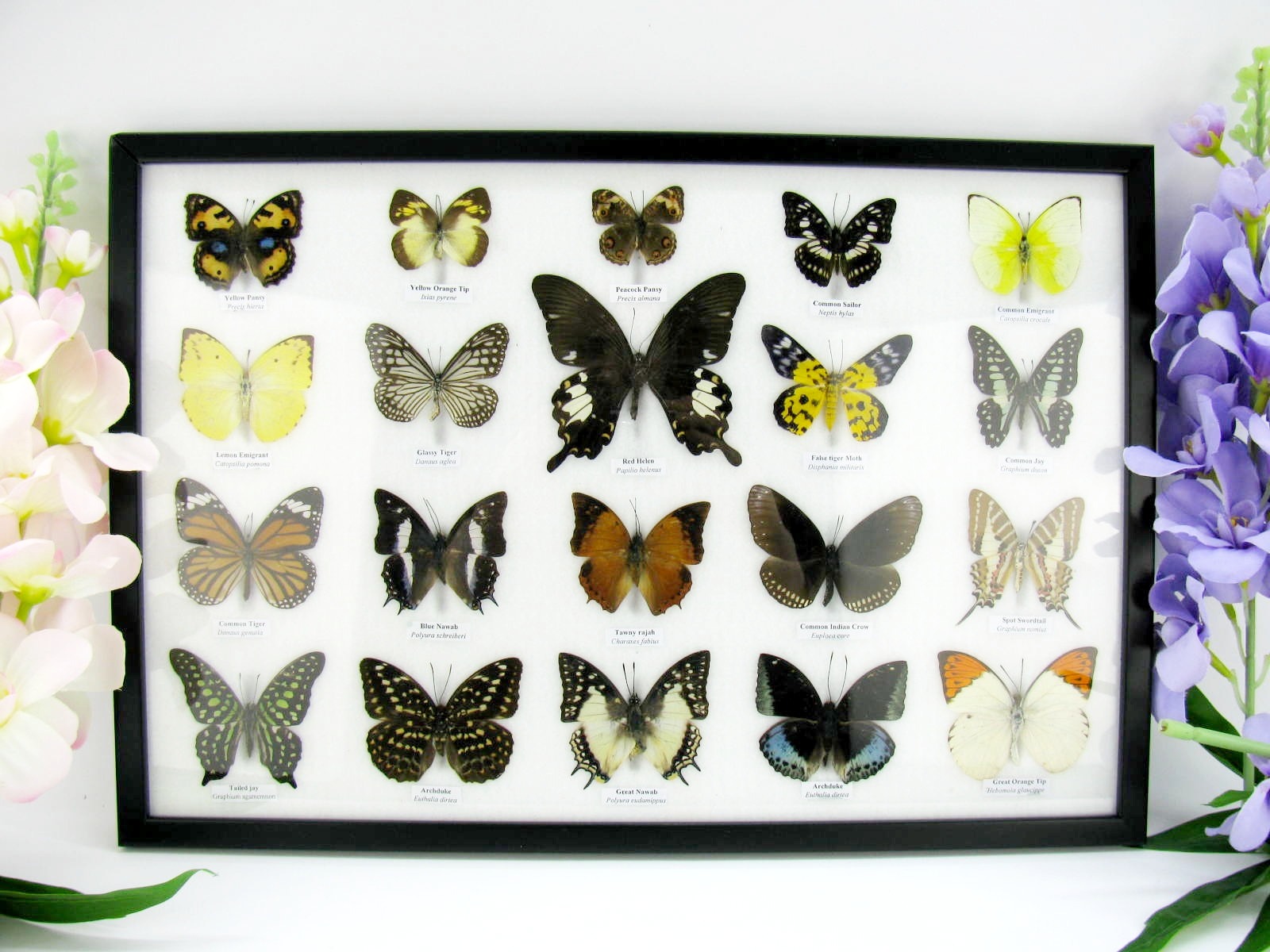 20 echte präparierte Schmetterlinge im Bilderrahmen A-20er-o-01-b