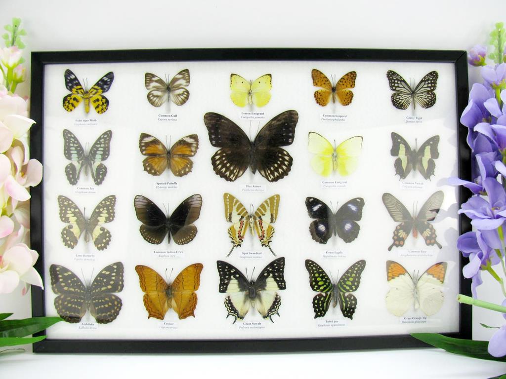 20 echte präparierte Schmetterlinge im Bilderrahmen A-20er-o-02-b