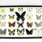 20 echte Schmetterlinge im XXL Bilderrahmen A-20-o-03