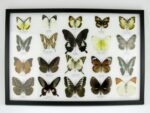 20 echte Schmetterlinge im XXL Bilderrahmen A-20-o-04 – Bild 12