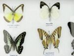 20 echte Schmetterlinge im XXL Bilderrahmen A-20-o-04 – Bild 5