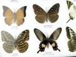 20 echte Schmetterlinge im XXL Bilderrahmen A-20-o-04 – Bild 6
